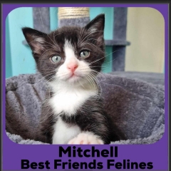2023-Mitchell