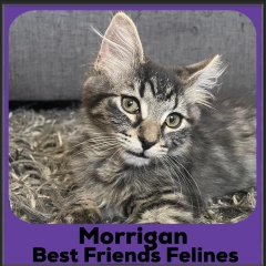 2023-Morrigan