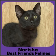 2023-Narisha