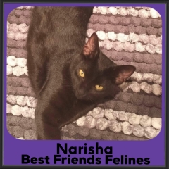 2023-Narisha2