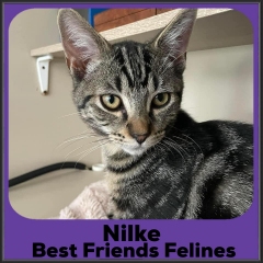 2023-Nilke