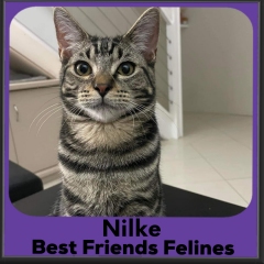 2023-Nilke2