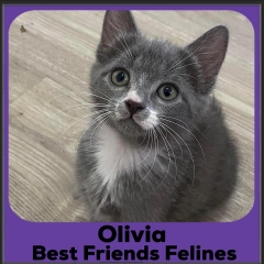 2023-Olivia