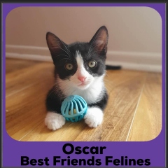 2023-Oscar