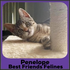 2023-Penelope