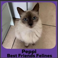 2023-Peppi