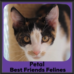 2023-Petal