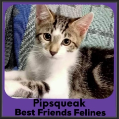 2023-Pipsqueak