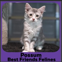2023-Possum