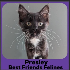2023-Presley