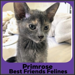 2023-Primrose