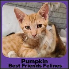 2023-Pumpkin