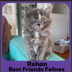 2023-Rehan