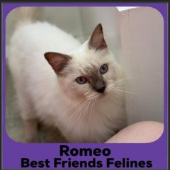 2023-Romeo