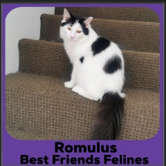 2023-Romulus