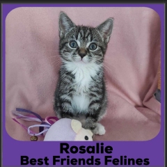 2023-Rosalie