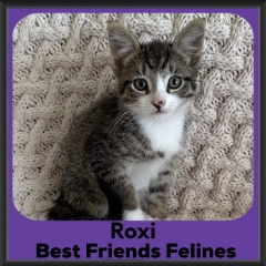 2023-Roxi