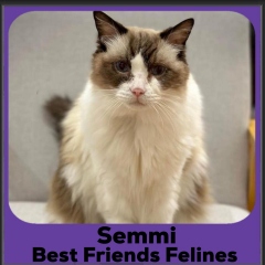 2023-Semmi