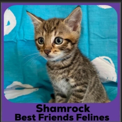 2023-Shamrock