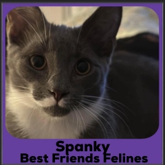 2023-Spanky