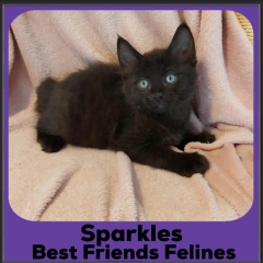 2023-Sparkles
