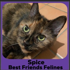 2023-Spice