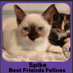 2023-Spike