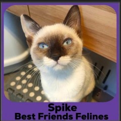 2023-Spike2
