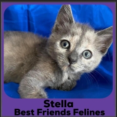 2023-Stella