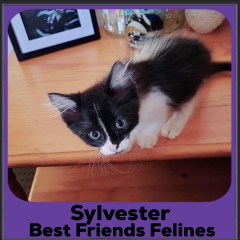 2023-Sylvester