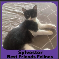 2023-Sylvester2
