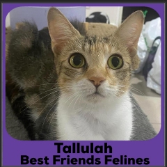 2023-Tallulah