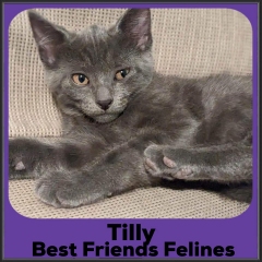 2023-Tilly