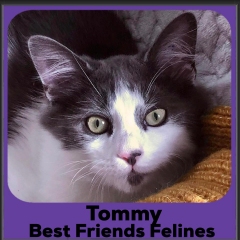 2023-Tommy
