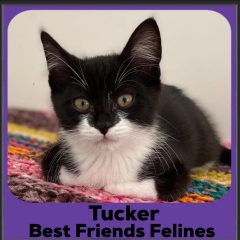2023-Tucker