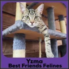 2023-Yzma