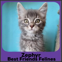 2023-Zephyr