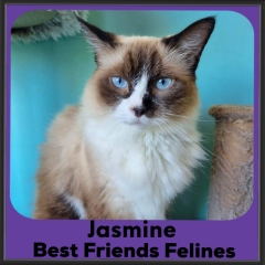 2023-jasmine