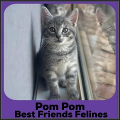 2023-pompom
