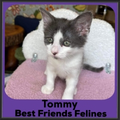 2023-tommy