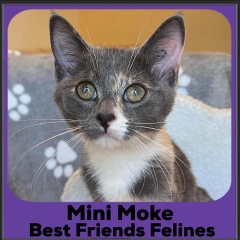 20230-mini-moke