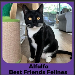 2024-Alfalfa