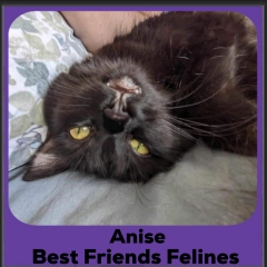 2024-Anise