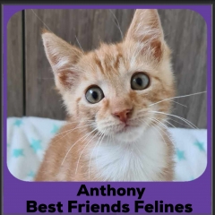 2024-Anthony