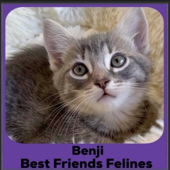 2024-Benji