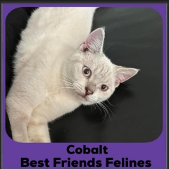 2024-Cobalt