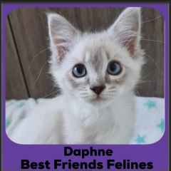 2024-Daphne