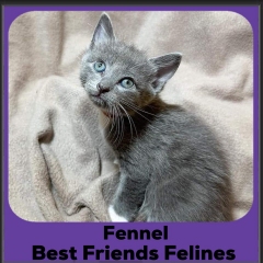 2024-Fennel