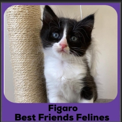 2024-Figaro