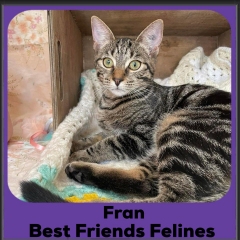 2024-Fran